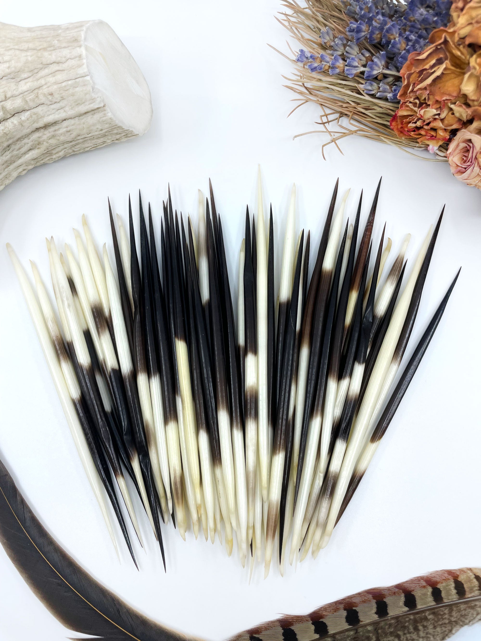 Authentic African Porcupine Quills, 4-5 long, 5 Small pcs